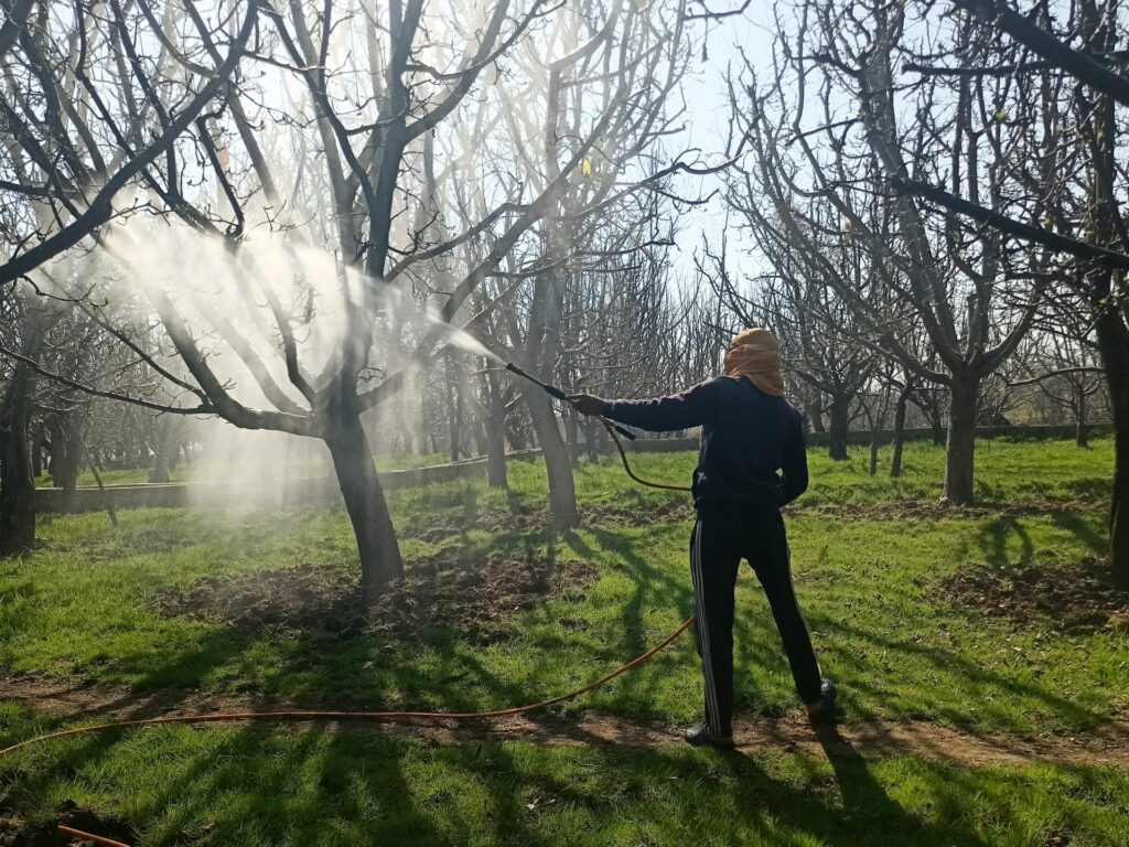 Kashmir’s Apple Orchards Under Threat: Millions of Jobs at Risk from Proposed Rail Line