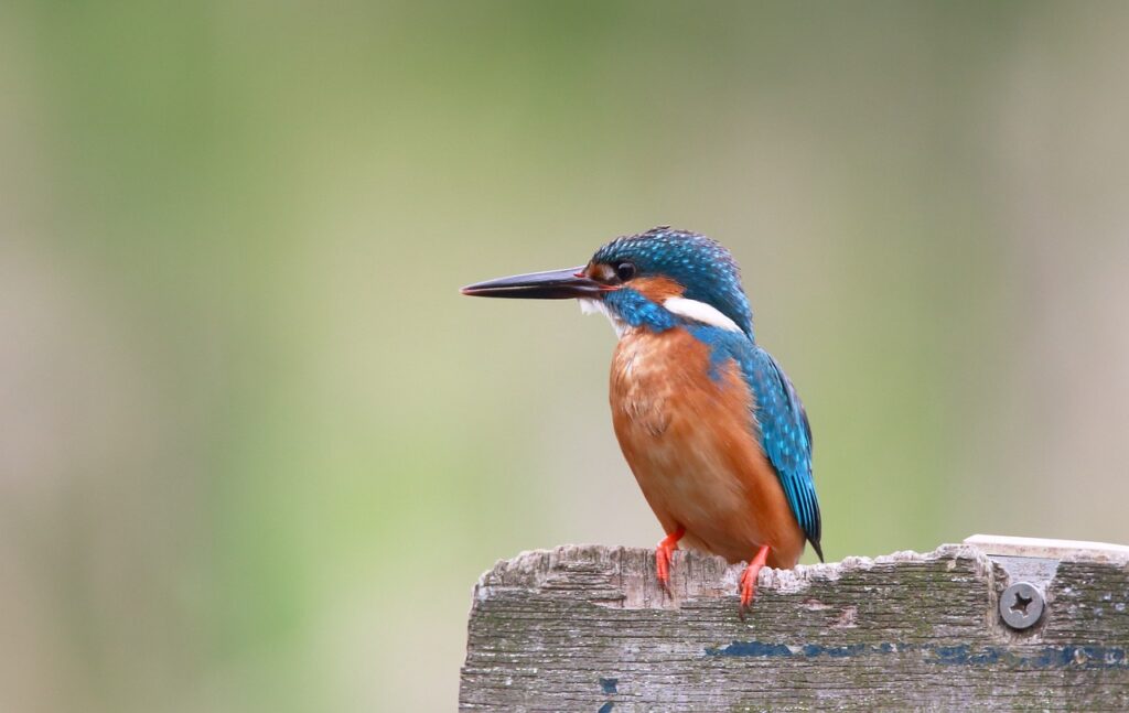 king fisher